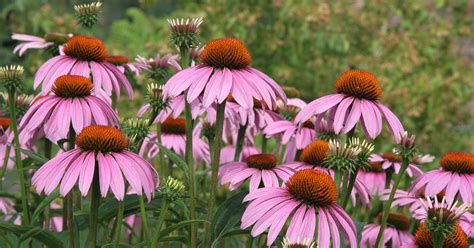 plan b athena fleurs & don sudan|Kentucky Garden Flowers .